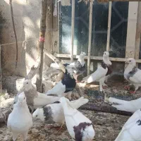 کبوتر طوقی ۱۴ عدد