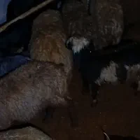 بره نر|حیوانات مزرعه|پاسارگاد, |دیوار