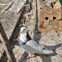 یک عدد کفتر تیکه پاره