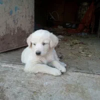 واگذاری توله سگهای گلدن رتریوروایت