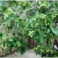 نهال‌گردو پربار، سودطلایی|خدمات باغبانی و درختکاری|جوانرود, |دیوار