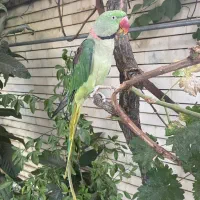 حیوانات گمشده|حیوانات|کرمانشاه, |دیوار