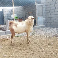 فروش نری صلاله اصل