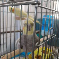 عروس هلندی|پرنده|ایلام, |دیوار