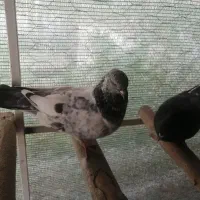 زاغ پرشی|پرنده|فولادشهر, فولادشهر|دیوار