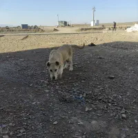 توله ماده سرابی