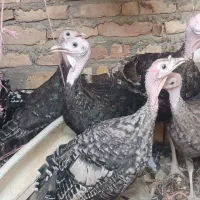 بوقلمون