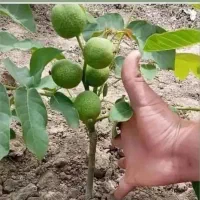 نهال و نهالستان شناسه دار گیلاسی|خدمات باغبانی و درختکاری|چناران, |دیوار