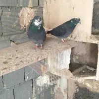 کبوتر اصفهانی سیاه دم سفید