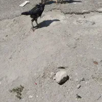 جوجه اوشامو