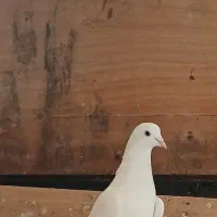 کبوتر نر|پرنده|لاهیجان, پردسر|دیوار