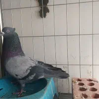 کبوتر سبز پشت بسته کاکلی