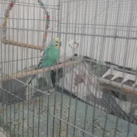 معاوضه مرغ عشق با عروس هلندی|پرنده|مشگین شهر, |دیوار