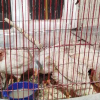 ۴خروس ۱ فریک