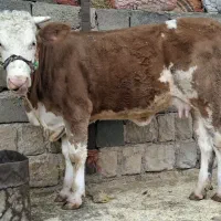 فروش 2 تا گاو