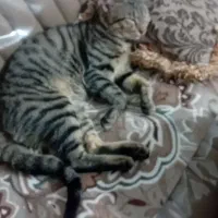 سلام دوقلاده گربه باهم واگذارمیشود