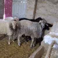 بره نر سرک دار|حیوانات مزرعه|کاشان, راوند|دیوار