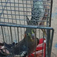عروس هلندی