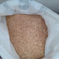 گندم شکسته