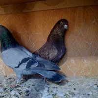 کفتر پرشی|پرنده|کرج, خرمدشت|دیوار