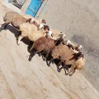 17 راس شیشک ماده