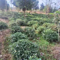 قطعه‌ای از بهشت گیلان زمین ۱۰۰۰ متری در اطاقور