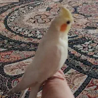 عروس هلندی