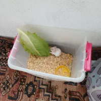 یک حیوان خانگی همستر اهلی