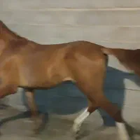 نریون عرب|اسب و تجهیزات اسبسواری|تهران, جوادیه|دیوار