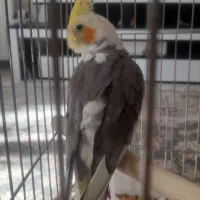 عروس هلندی|پرنده|سنندج, |دیوار