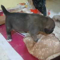 سرابی|سگ|اسفراین, |دیوار