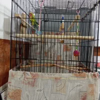 طوطی برزیلی|پرنده|سقز, |دیوار