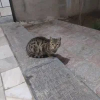 واگذاری رایگان گربه خانگی