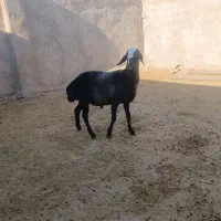 قوچ شالی