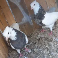 کبوتر فروشی