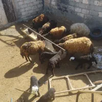 میش بره دار