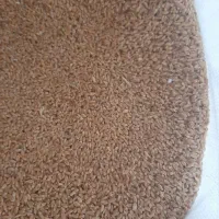 گندم|خدمات باغبانی و درختکاری|گیان, |دیوار