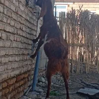 سه راس بز پاکستانی آبستن سنوشده با دوراس بزغاله|حیوانات مزرعه|سیمین شهر, |دیوار