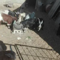 8راس بزغاله بومینه|حیوانات مزرعه|نجفآباد, شریعتی غربی|دیوار