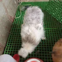 خروس ابریشمی معاوضه