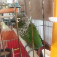 گرینچیک مولد