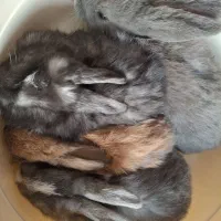 خرگوش لوپ|موش و خرگوش|چهارباغ, |دیوار