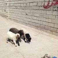 بره|حیوانات مزرعه|دزفول, |دیوار