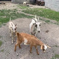 بز اصیل نژاد شیری سانن/الپاین فرانسوی