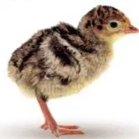 جوجه بوقلمون ۱روزه