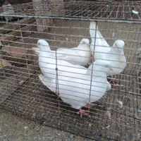 کبوتر سفید چشم نوک سفید