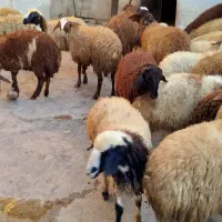 کاور پای پروار|حیوانات مزرعه|سنندج, |دیوار