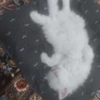 واگذاری گربه پرشین|گربه|ارومیه, |دیوار