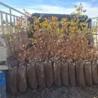 نهال پسته|گل و گیاه طبیعی|شهر بابک, |دیوار