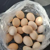 تخم مرغ نطفه دار